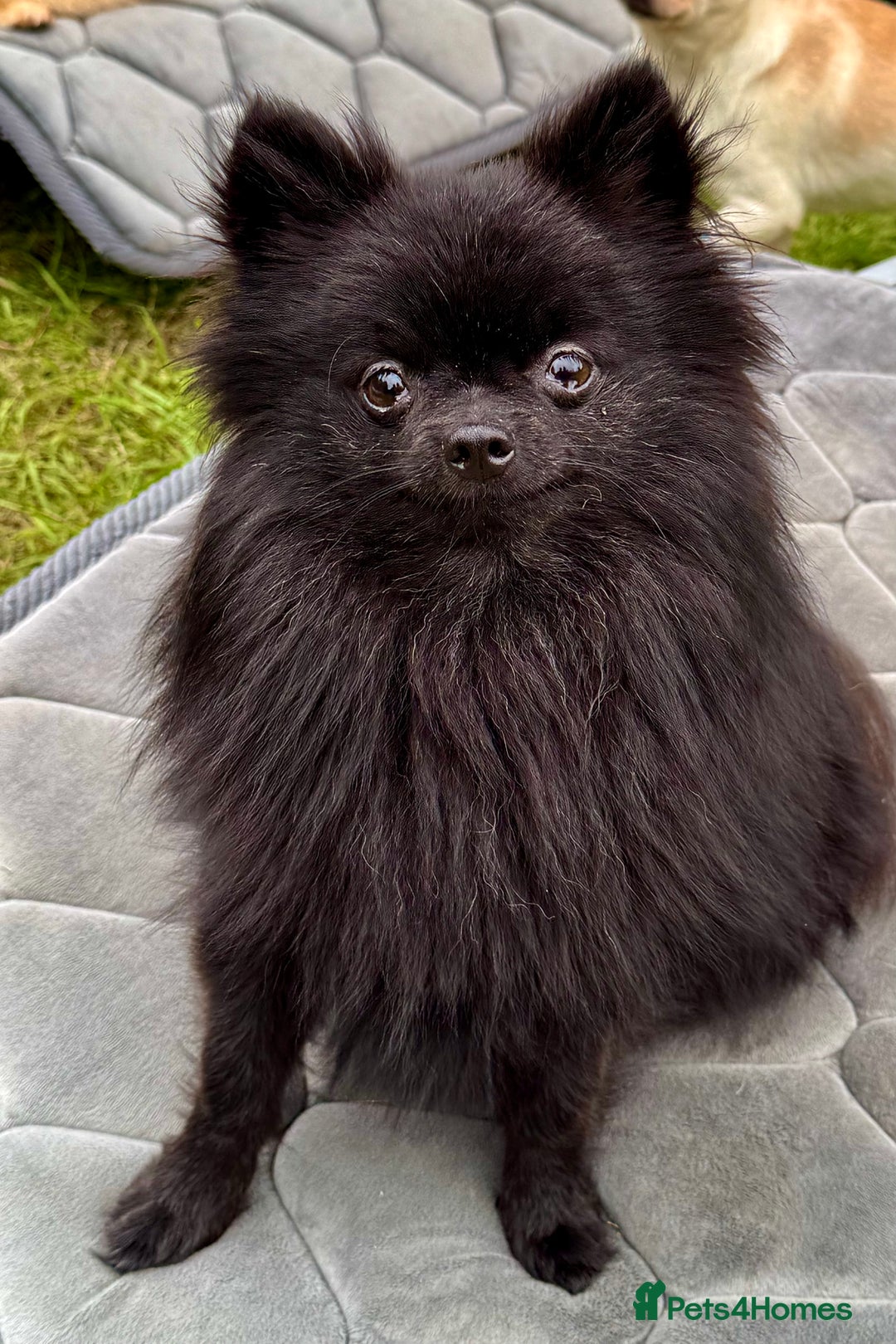 Pomeranian dogs for adoption: Charlie’s Story – The Tiny Dog With a Giant Heart - Image 2