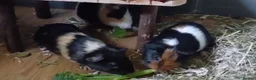 Guinea Pig rodents for sale: Three Young Female Guinea Pigs with Full C&C Setup in Gosport - Advert 3