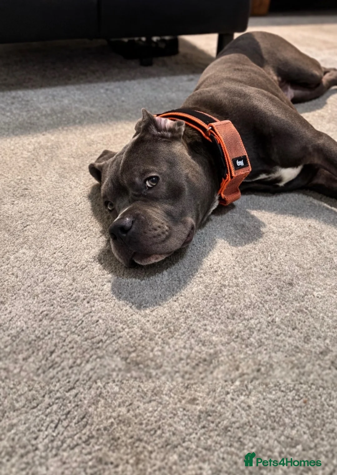 Mixed Breed dogs for sale: Cane Corso  - Advert 4