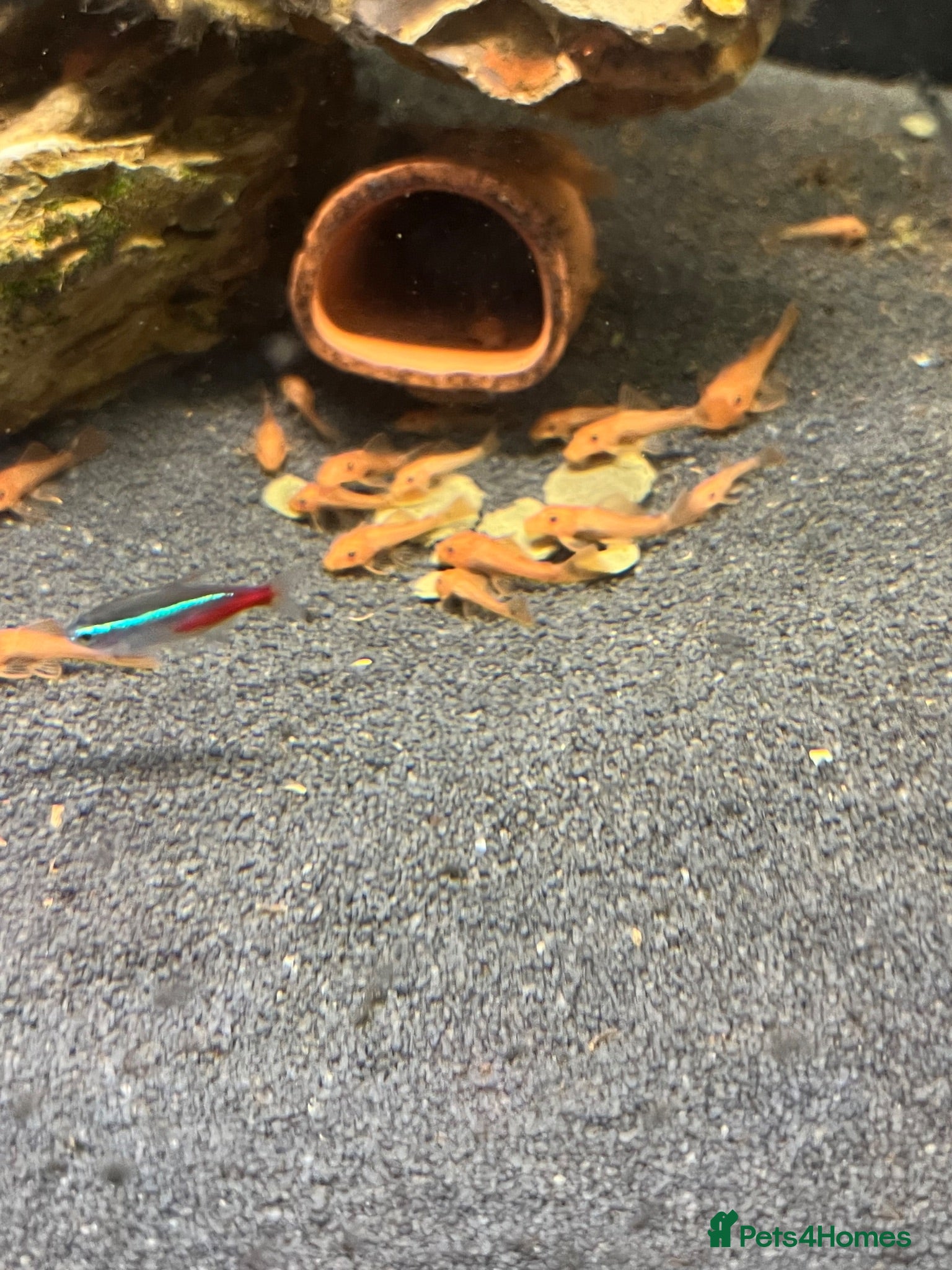 Plecos fish Super red Plecos  - Advert 1