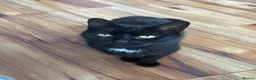 Mixed Breed cats for sale: Cute mixed breed kitten - Advert 3