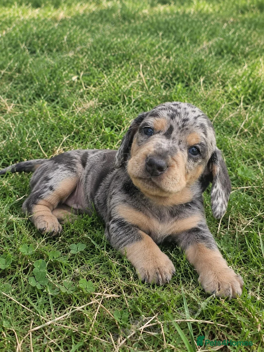 Miniature Dachshund dogs for sale: Two beautiful miniature dachshund puppies in Liverpool - Advert 2