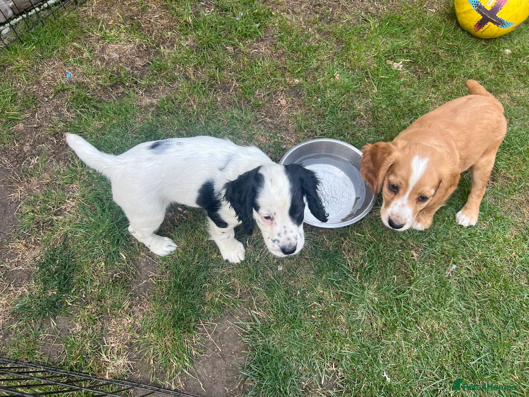 Cocker Spaniel dogs for sale: Working cocker pup, price reduced - Image 6