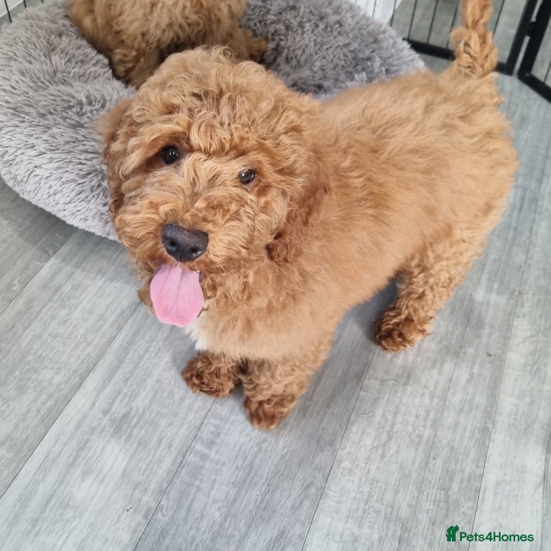 Cockapoo dogs for sale:  F1 Cockapoo puppies  - Image 5