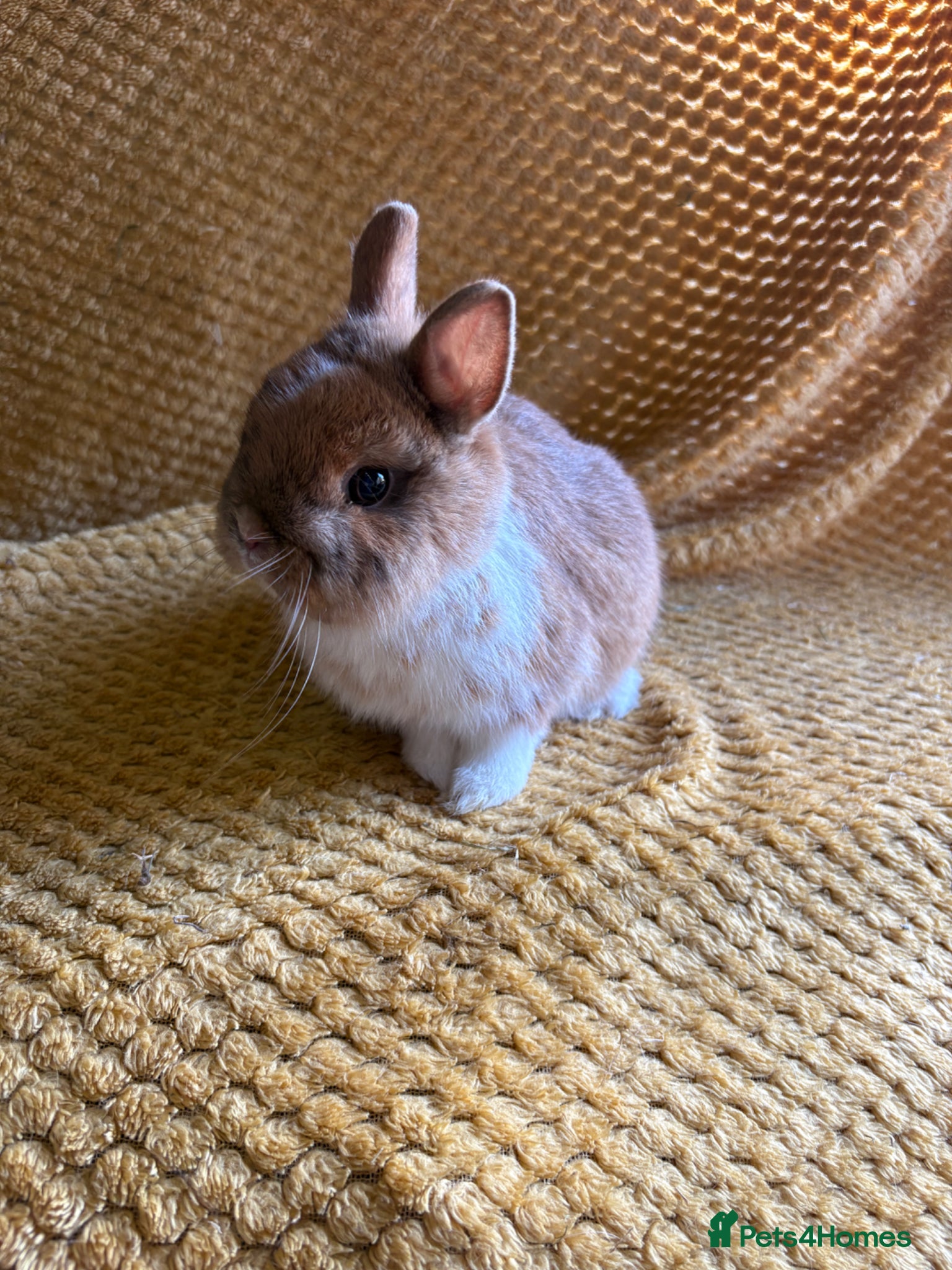 Netherland Dwarf rabbits Gorgeous Netherland dwarves  - Advert 1