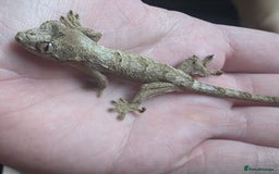 Gecko reptiles for sale: Baby chahoua white collor  - Image 1