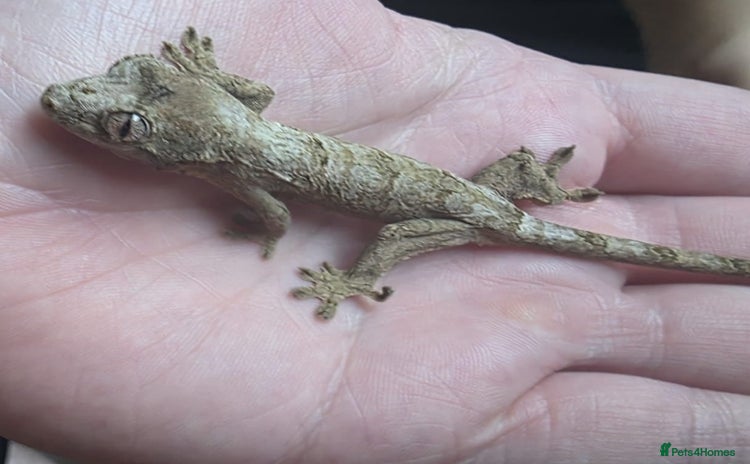 Gecko reptiles - Advert 13