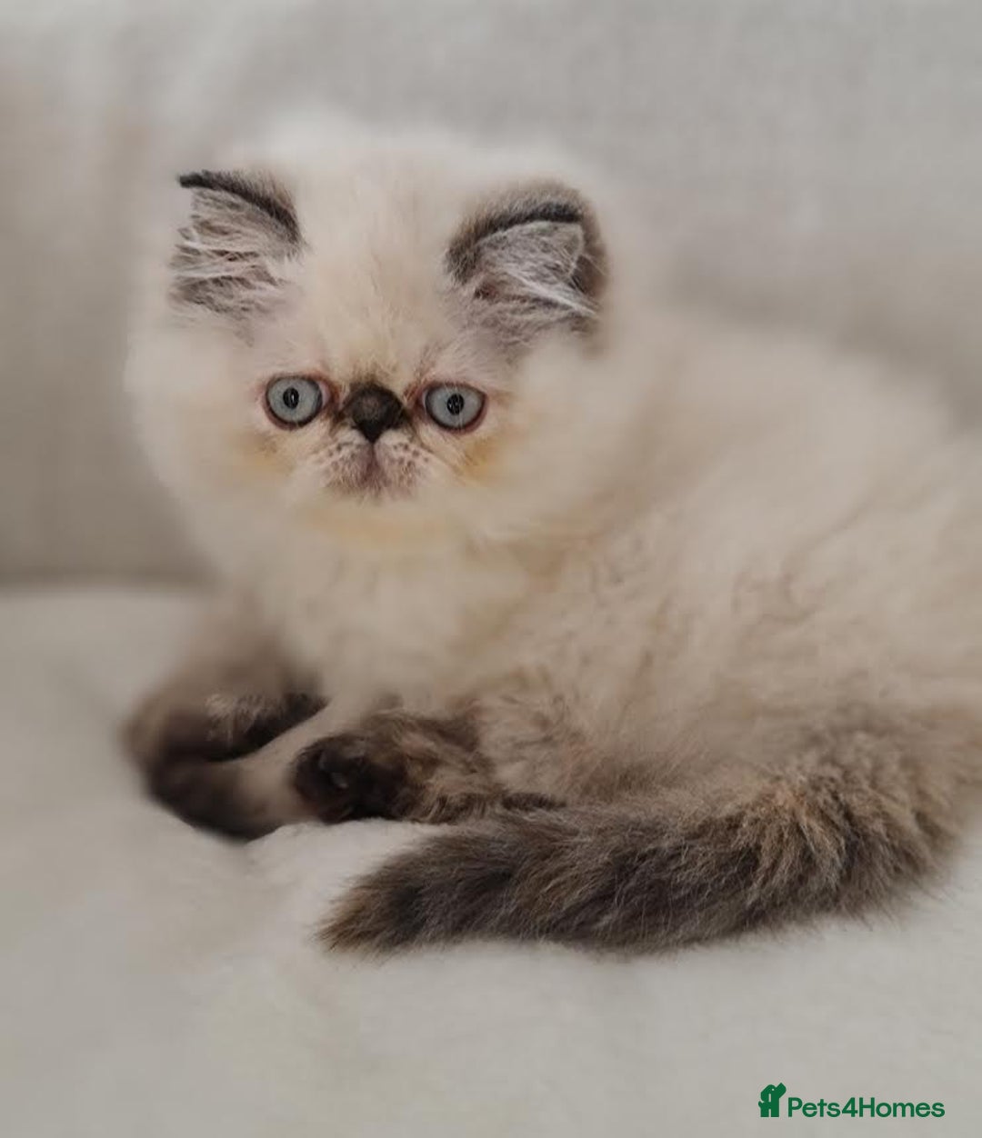 Persian cats for sale: Persian Kittens - Advert 9