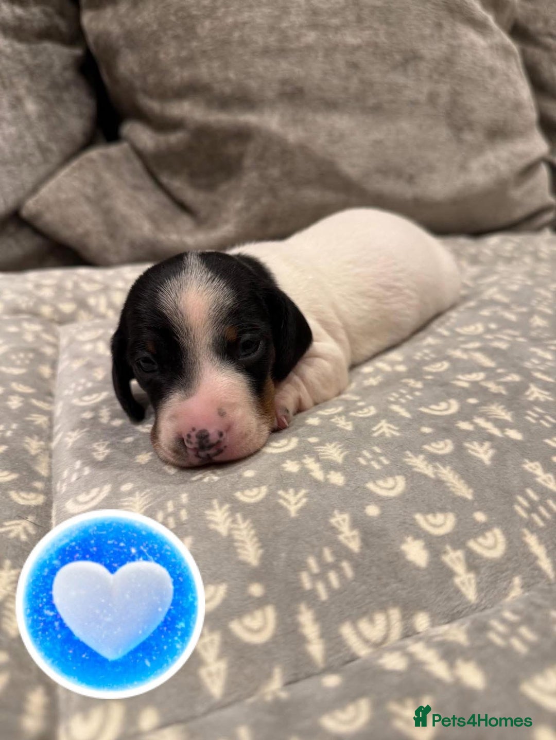 Miniature Dachshund dogs for sale: Venus Rocket and Comet 3 piebald dachshunds  - Advert 7