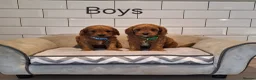 Cavapoo dogs for sale: Beautiful F1 Cavapoos  - Advert 9