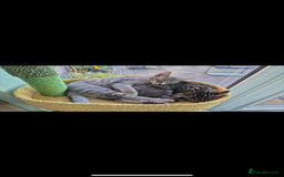 Mixed Breed cats for sale: Mixed breed tabby  - Image 1