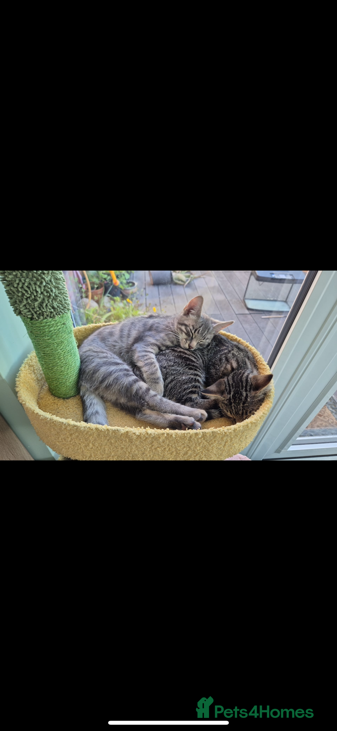 Mixed Breed cats for sale: Mixed breed tabby  - Image 1