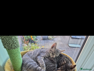 Mixed Breed cats - Advert 30