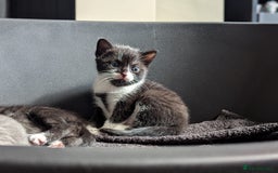 Mixed Breed cats for sale: Two Adorable Kittens – Ready for New Homes - Image 7
