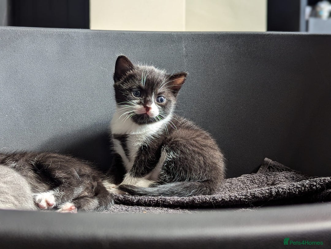 Mixed Breed cats for sale: Two Adorable Kittens – Ready for New Homes - Image 7
