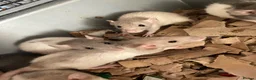 Rat rodents for sale: Rats for sale hull - Advert 4