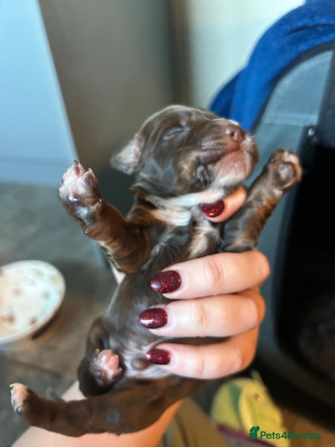 Cockapoo dogs for sale: Cockapoo/ cocker spaniel puppies - Advert 13