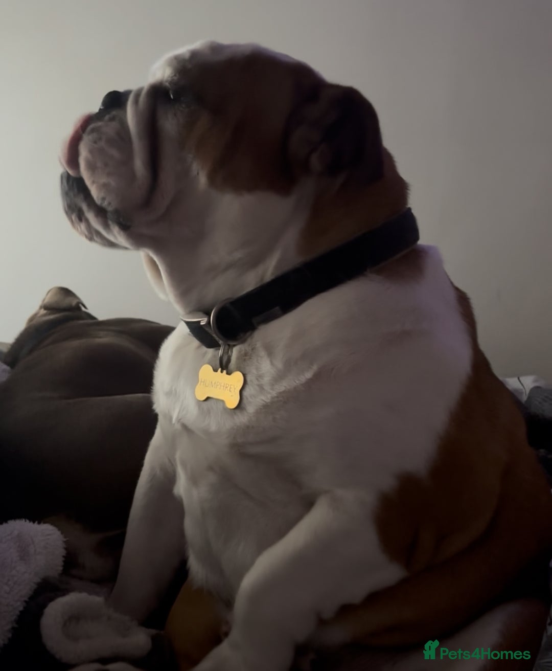 English Bulldog dogs for sale: Bulldog  - Image 4