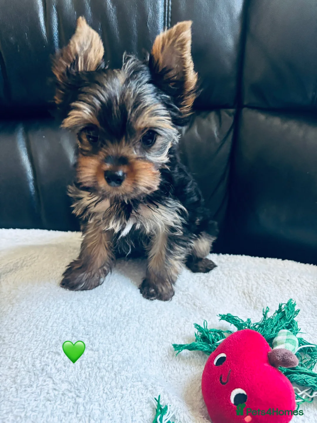 Yorkshire Terrier dogs for sale: Ready to go ❤️yorkshire terrier puppies,KC REG. - Advert 6