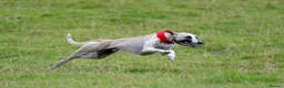 Whippet dogs for sale: KC Registered Male Whippet Puppies  - Advert 5