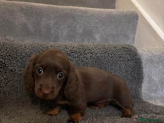 Miniature Dachshund dogs Beautiful long haired miniature dachshund - Advert 1