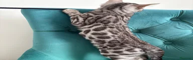 Bengal 2