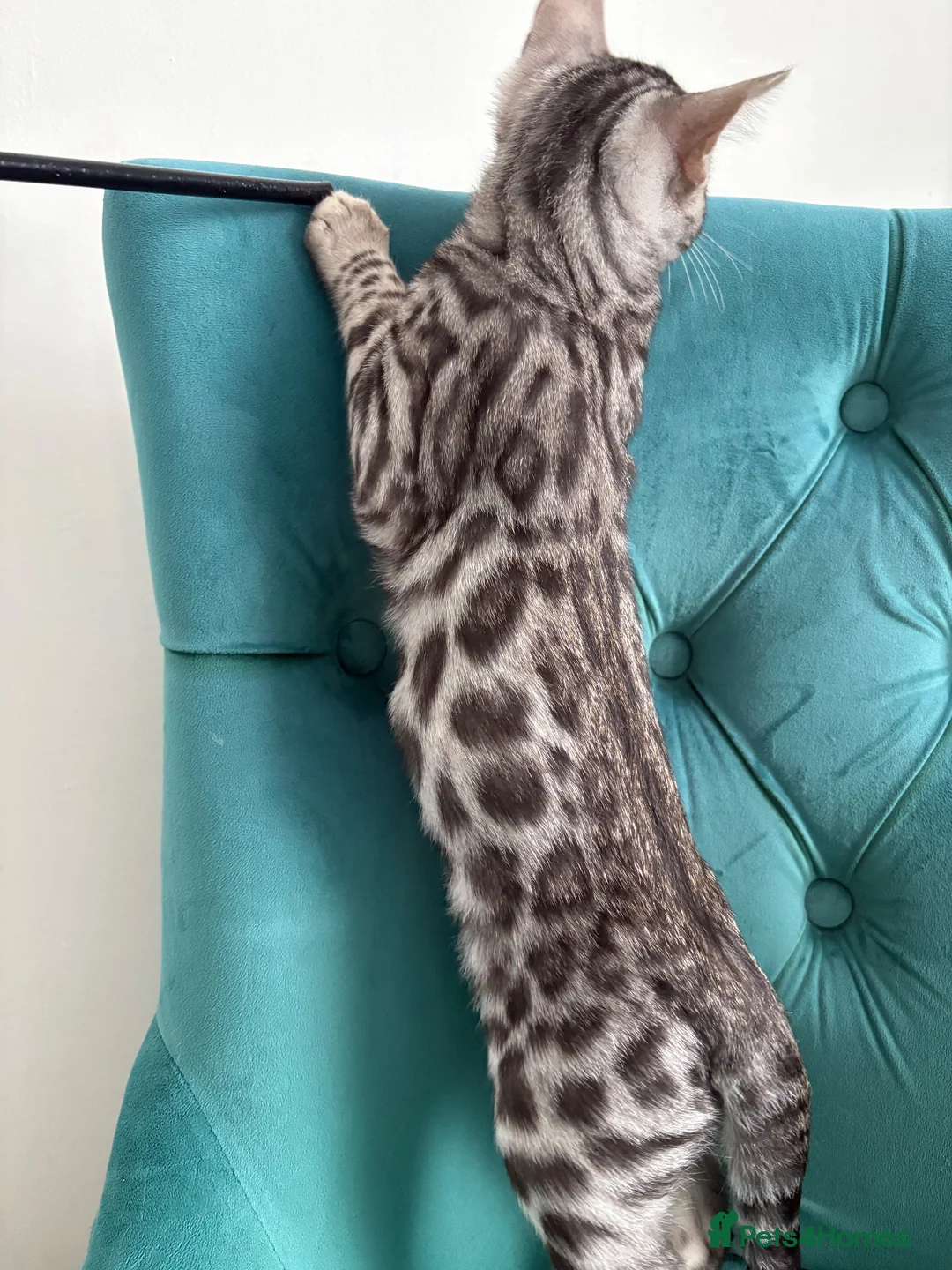 Bengal cats for sale: 2 TICA Active Bengal Boys - Advert 5