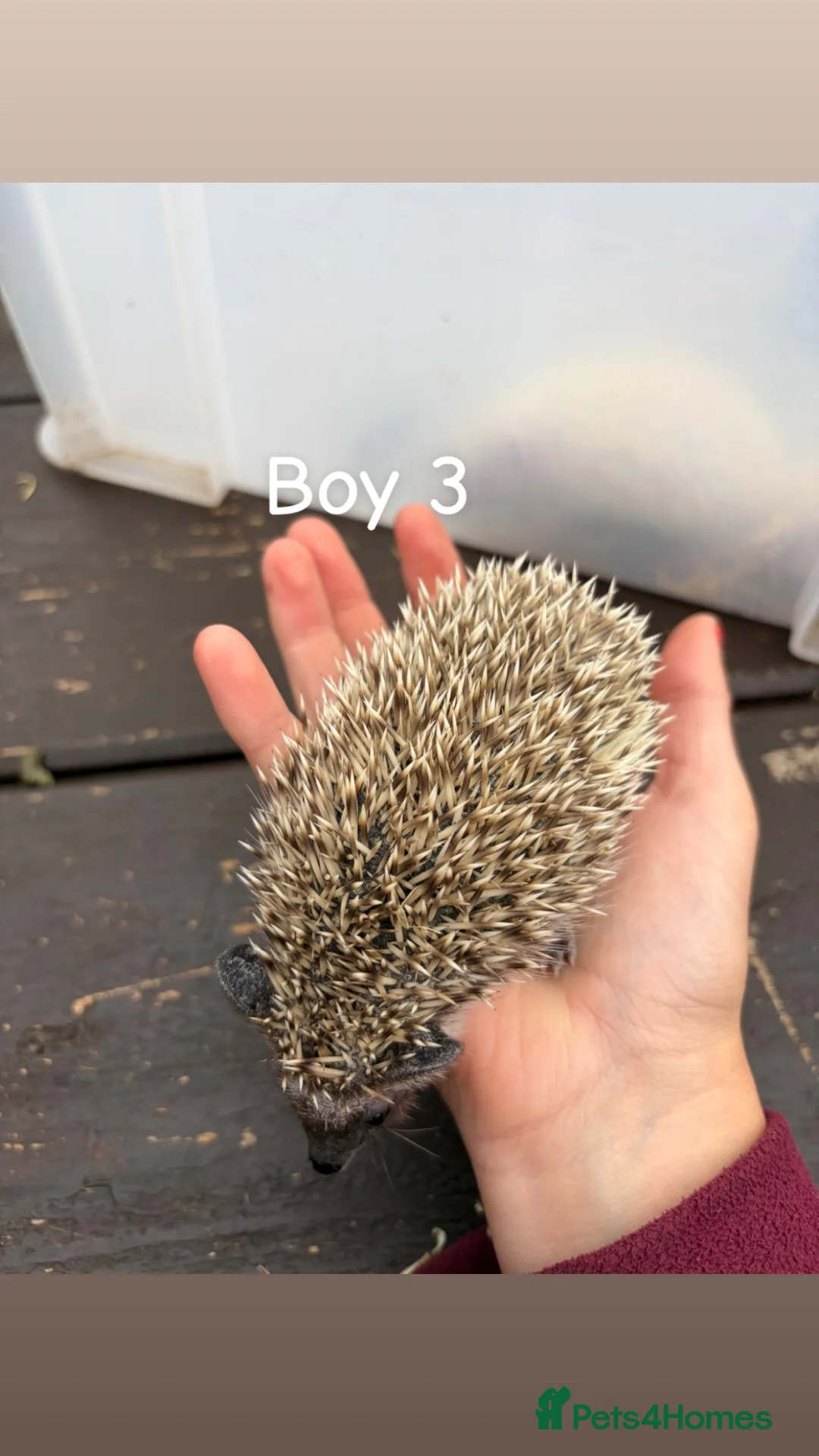 Pygmy Hedgehog rodents for sale: 4 Baby Pygmy Hedgehogs  - Advert 12