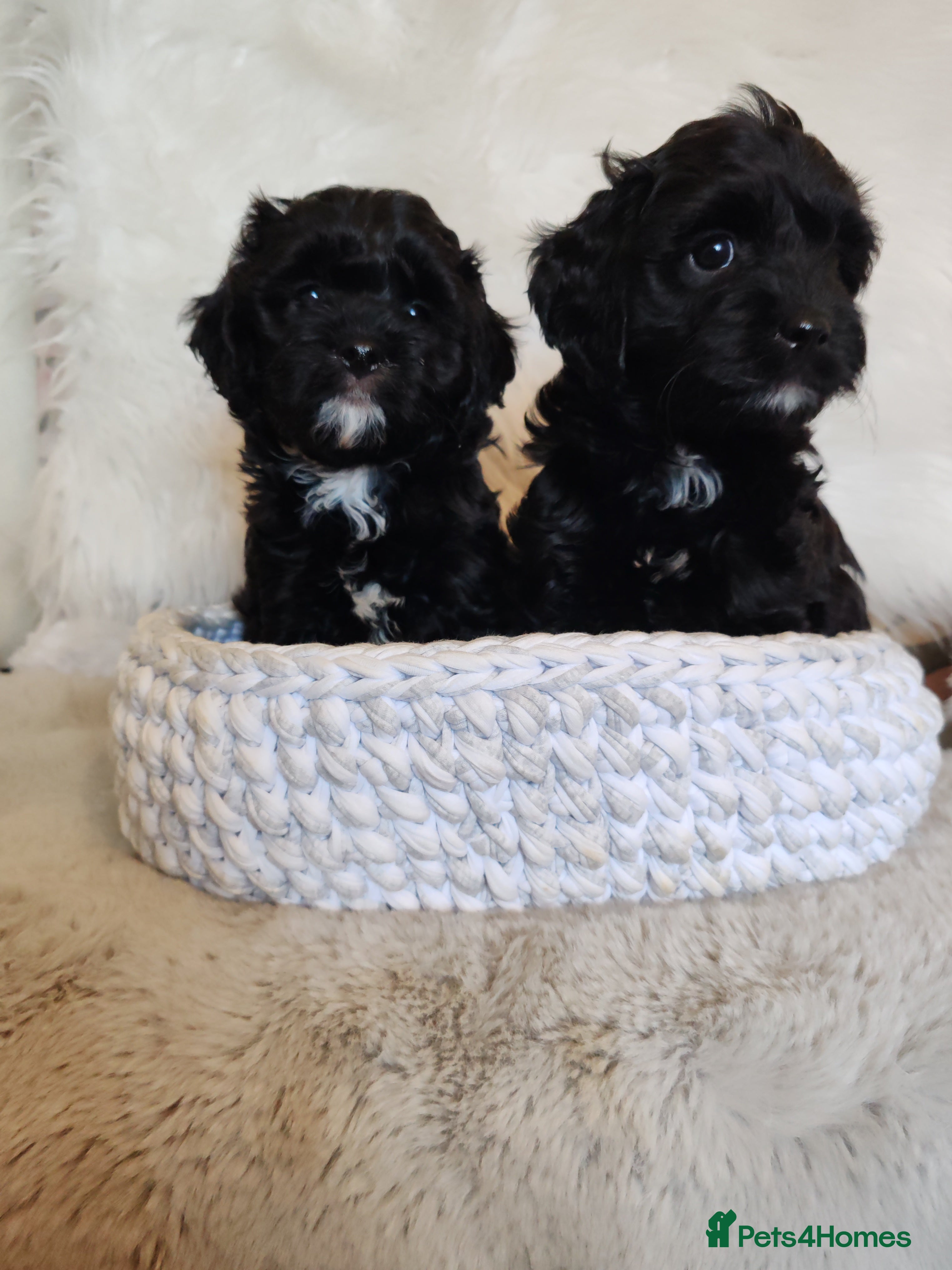 Cavapoo dogs F1 Cavapoo - Advert 12