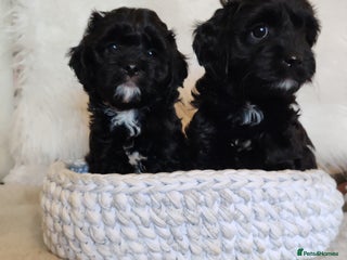 Cavapoo dogs F1 Cavapoo - Advert 12