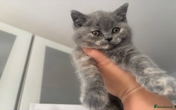 British Shorthair cats for sale: Stunning GCCF registered British shorthair kittens - Image 12