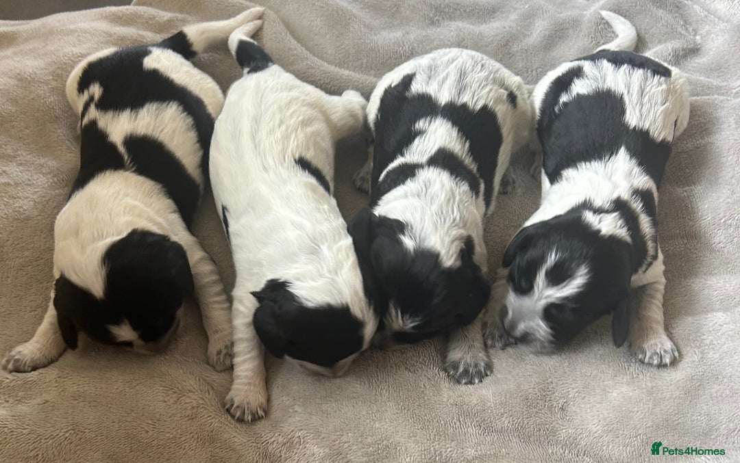Cocker Spaniel dogs for sale: Blue roan cocker spaniels  - Image 2
