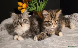 Siberian cats for sale: Siberian kittens Waiting list FIFe registrered - Image 12