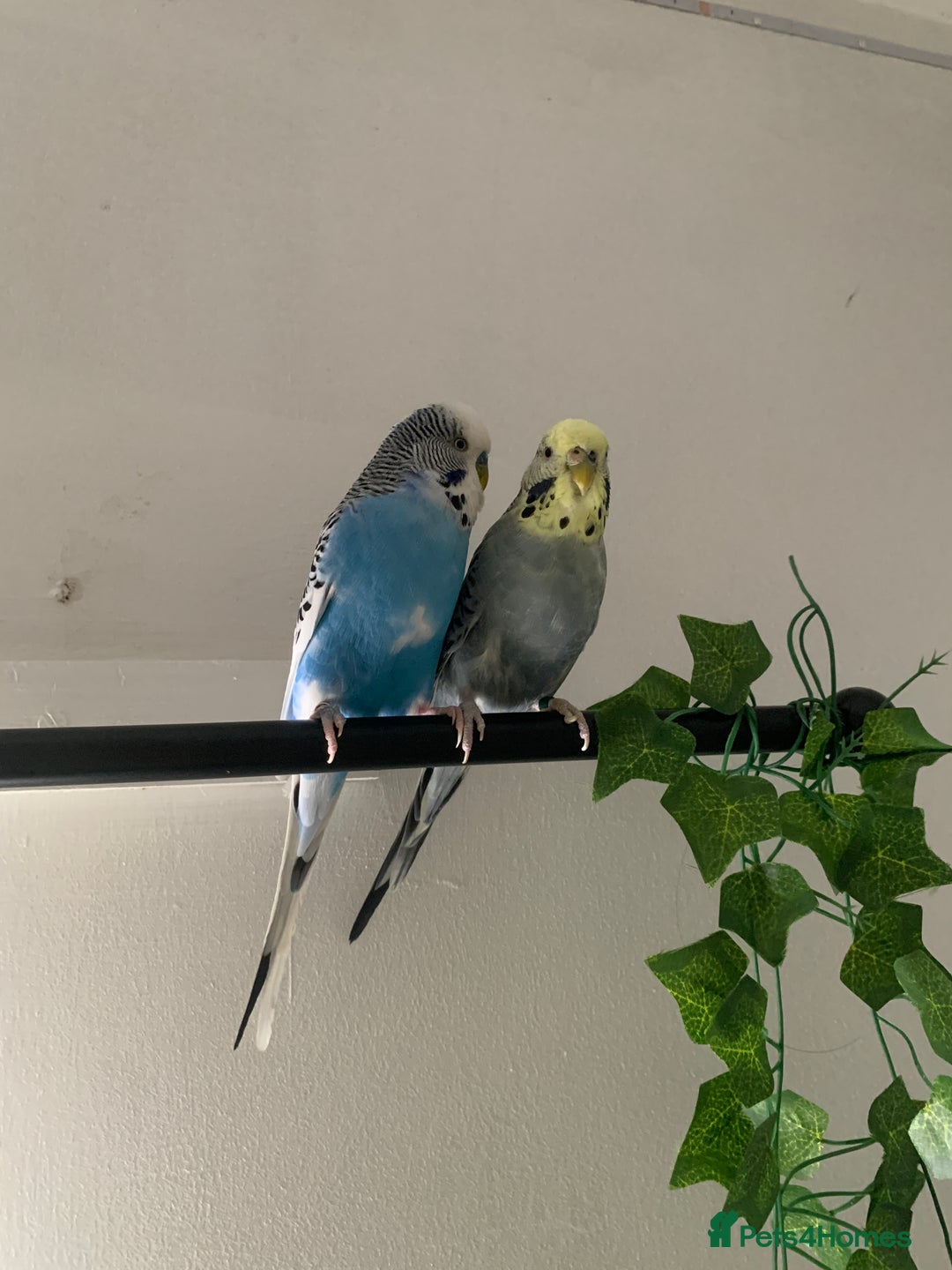 Budgerigars birds for sale: 2 budgies with medium cage, and accessories  - Advert 5