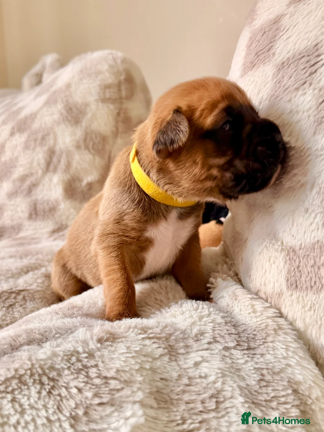 Boxer dogs for sale: KC Reg Boxers - 5 Beautiful Girls Ready Soon - Advert 8