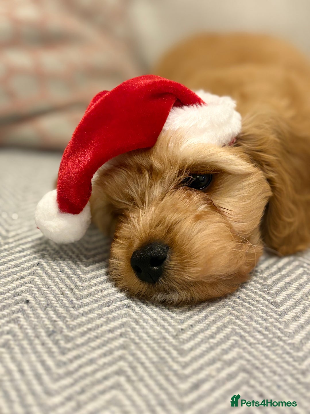 Cavapoo dogs for stud: F1 Cavapoo for stud  - Image 7