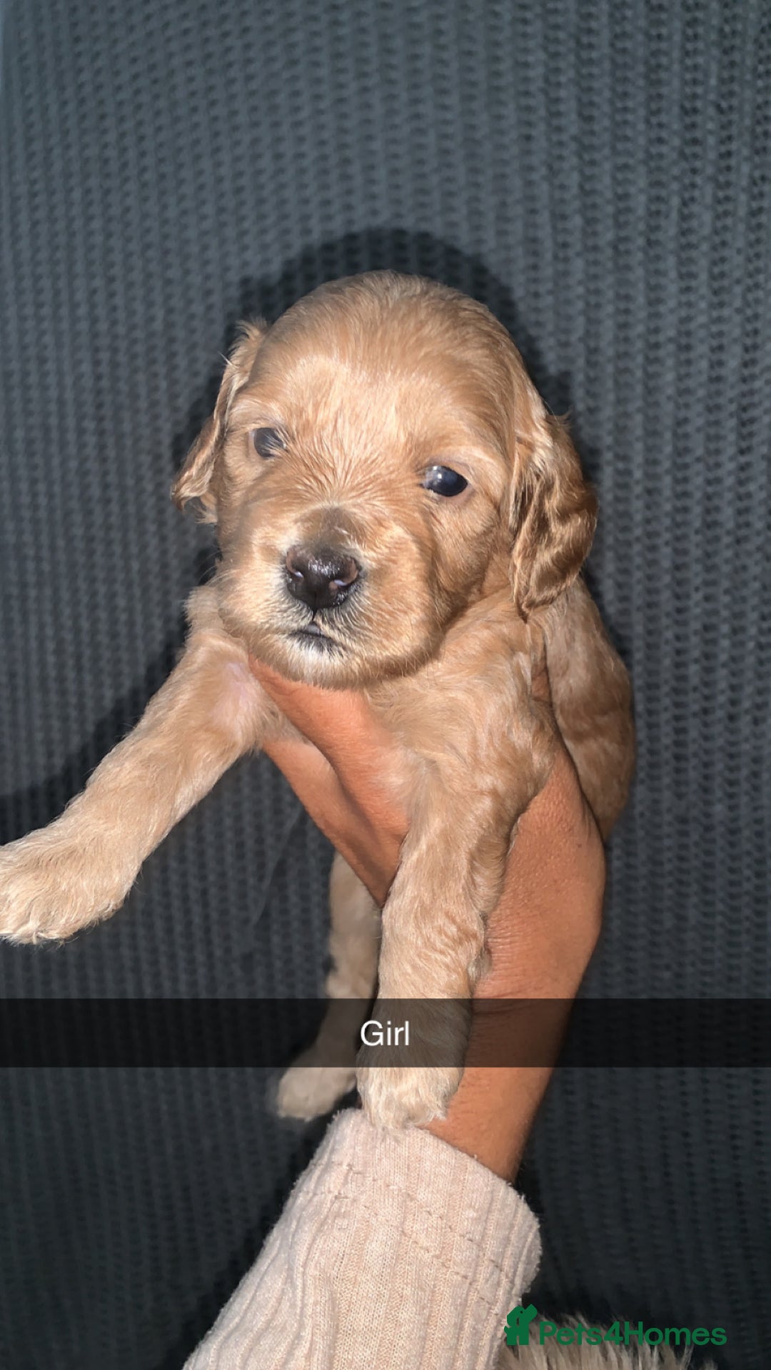 Cockapoo dogs for sale: Cockapoos  - Image 1