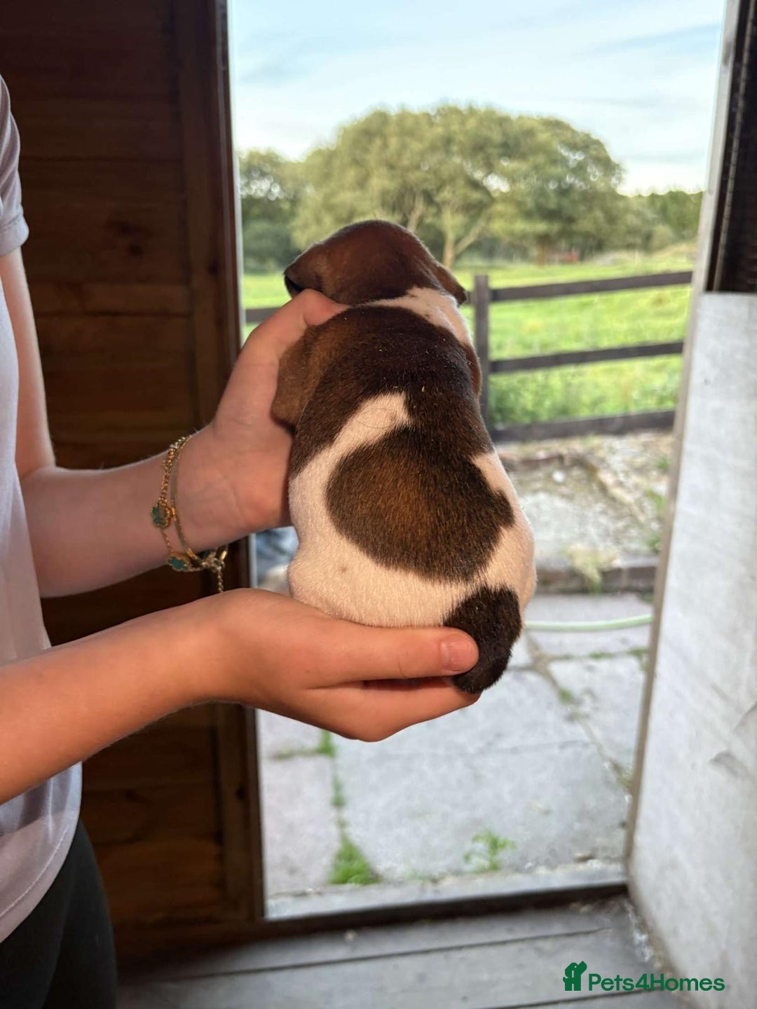 Jack Russell dogs for sale: Jack Russell puppies 5 boys left - Image 24
