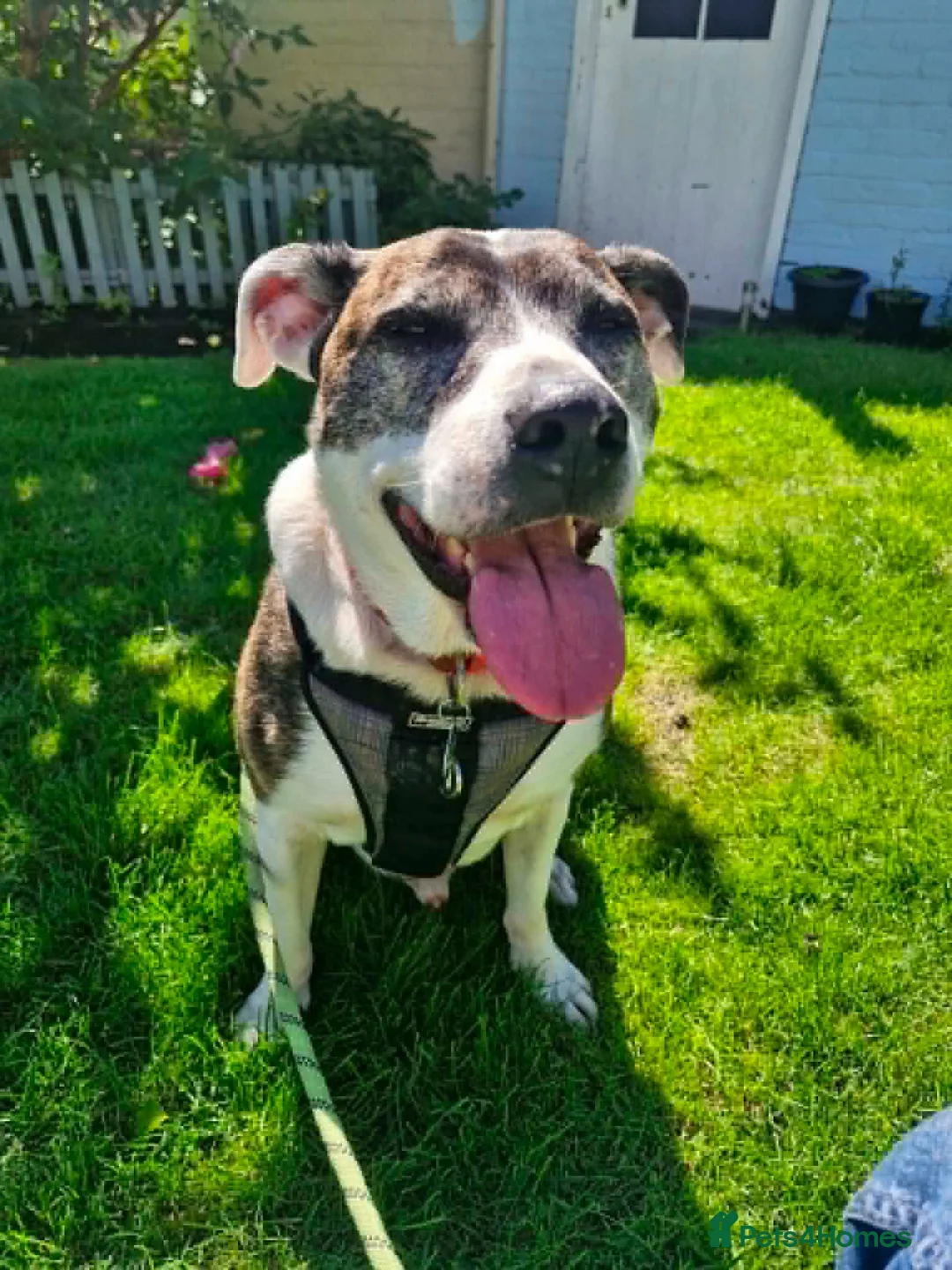 Mixed Breed dogs for adoption: Zack - In Ayr Looking for a home  - Advert 12