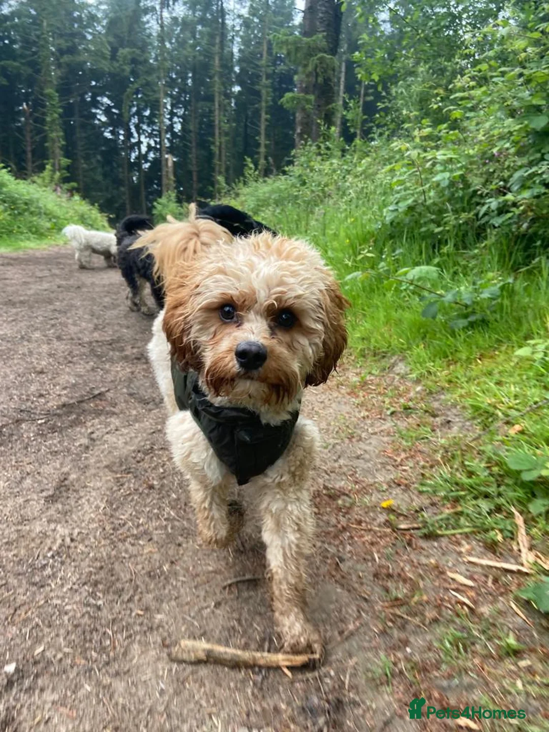 Cavapoo dogs for stud: Proven Toy Cavapoo Stud Extensively Health Checked in Preston - Advert 10