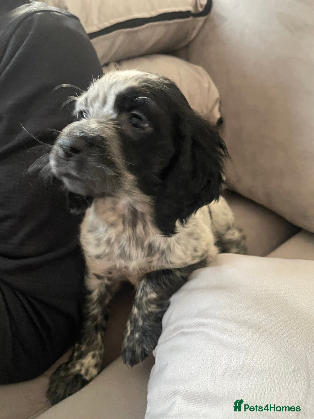 Cocker Spaniel dogs for sale: Healthy puppies - Image 13