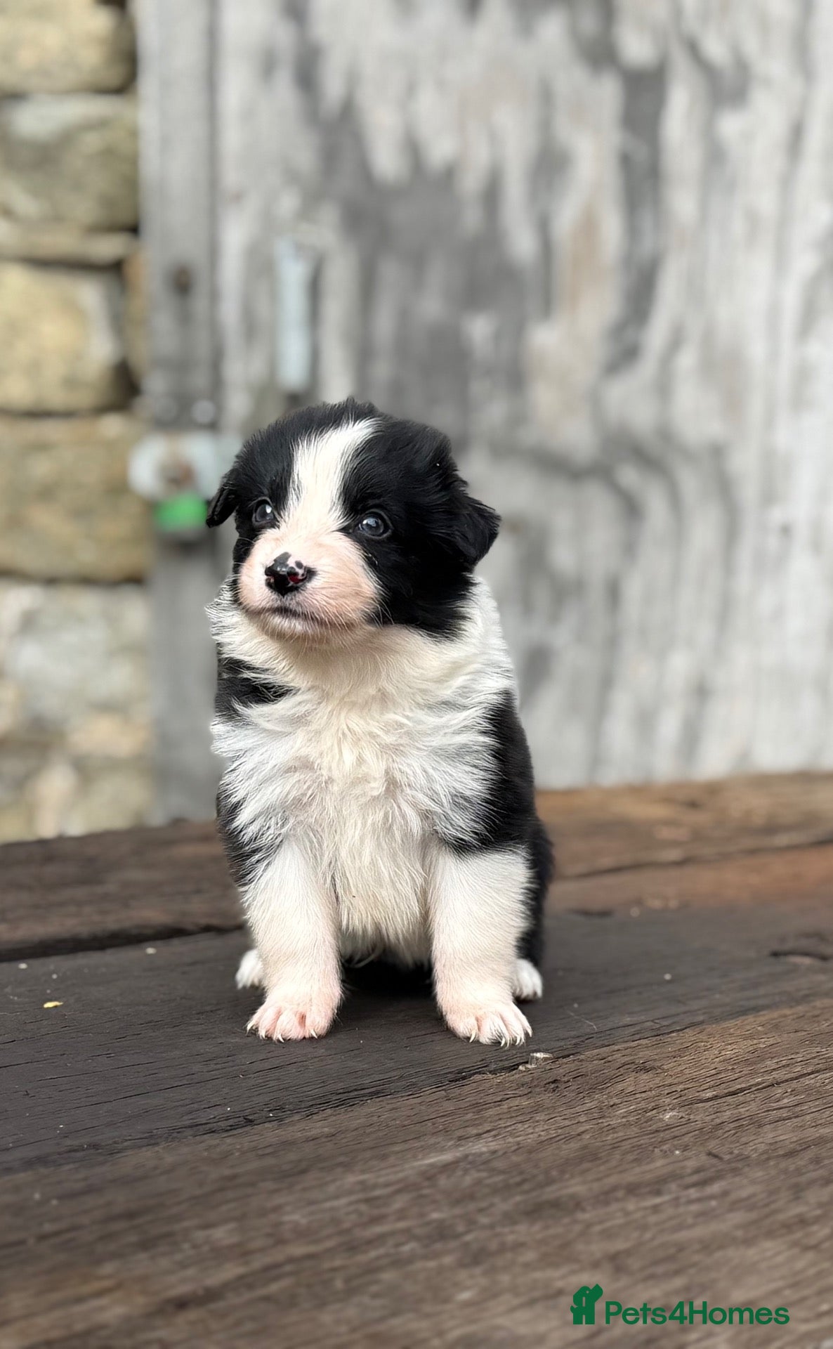 Border Collie dogs Fully health tested collie pups  - Advert 1