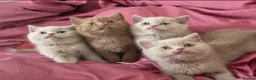 British Shorthair cats for sale: 🐾TICA REG BEAUTIFUL BSH 🐾   - Advert 14