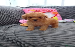 Miniature Poodle dogs for sale: Miniature red poodles 2💙2🩷 - Image 20