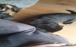 Mixed Breed dogs for sale: 3 beautiful bitches - Image 3