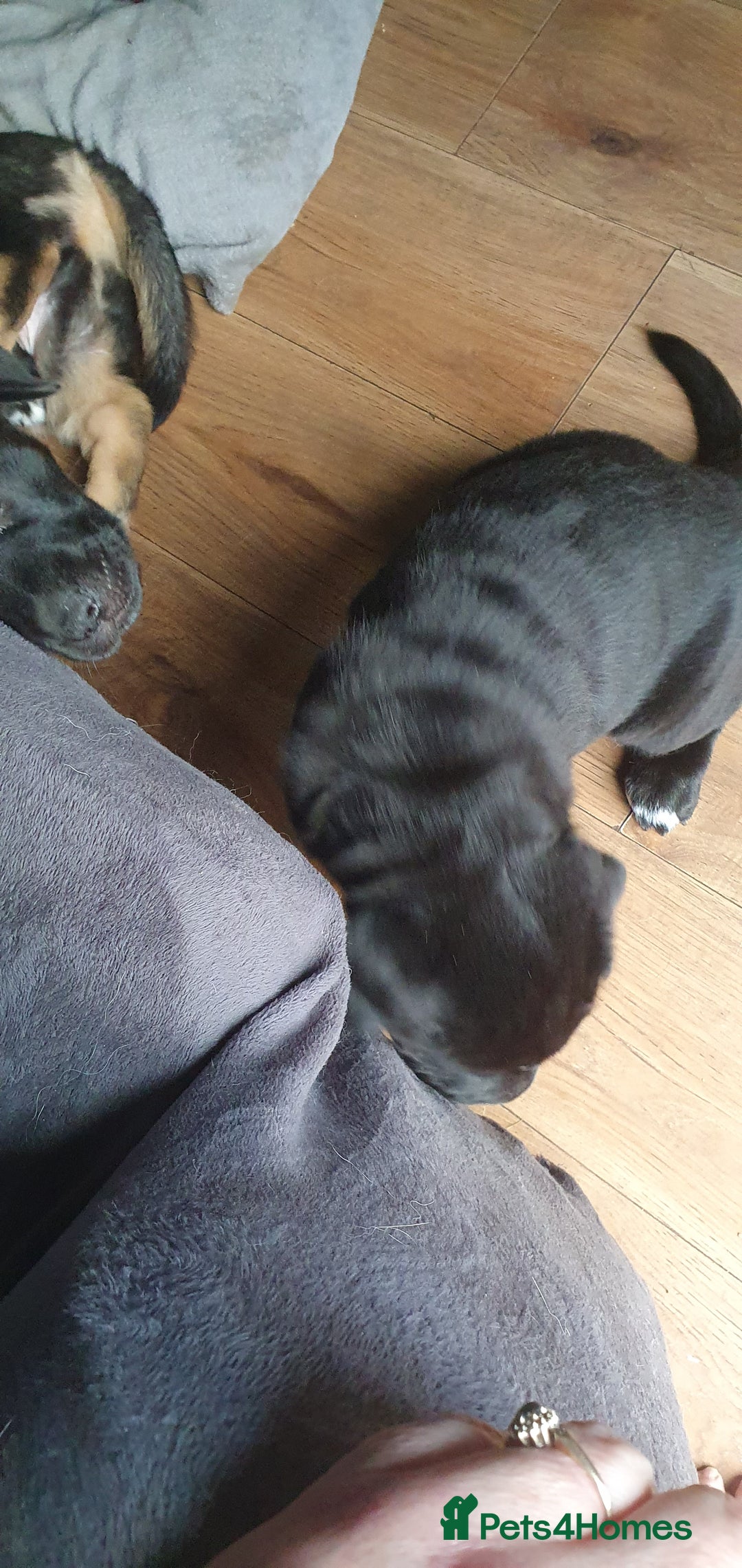 Mixed Breed dogs for sale: 3 beautiful bitches - Image 3