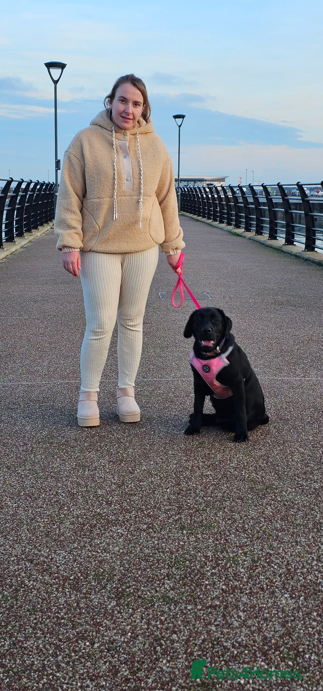 Labrador Retriever dogs for sale: 7 month old Labrador  in Dover - Advert 3