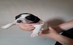 Mixed Breed dogs for sale: Cocker Jack puppies - Image 3