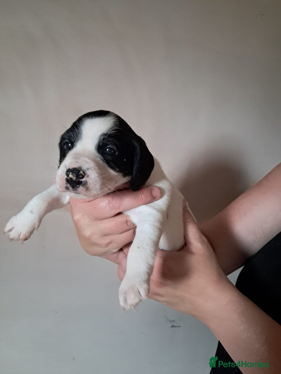 Mixed Breed dogs for sale: Cocker Jack puppies - Image 3