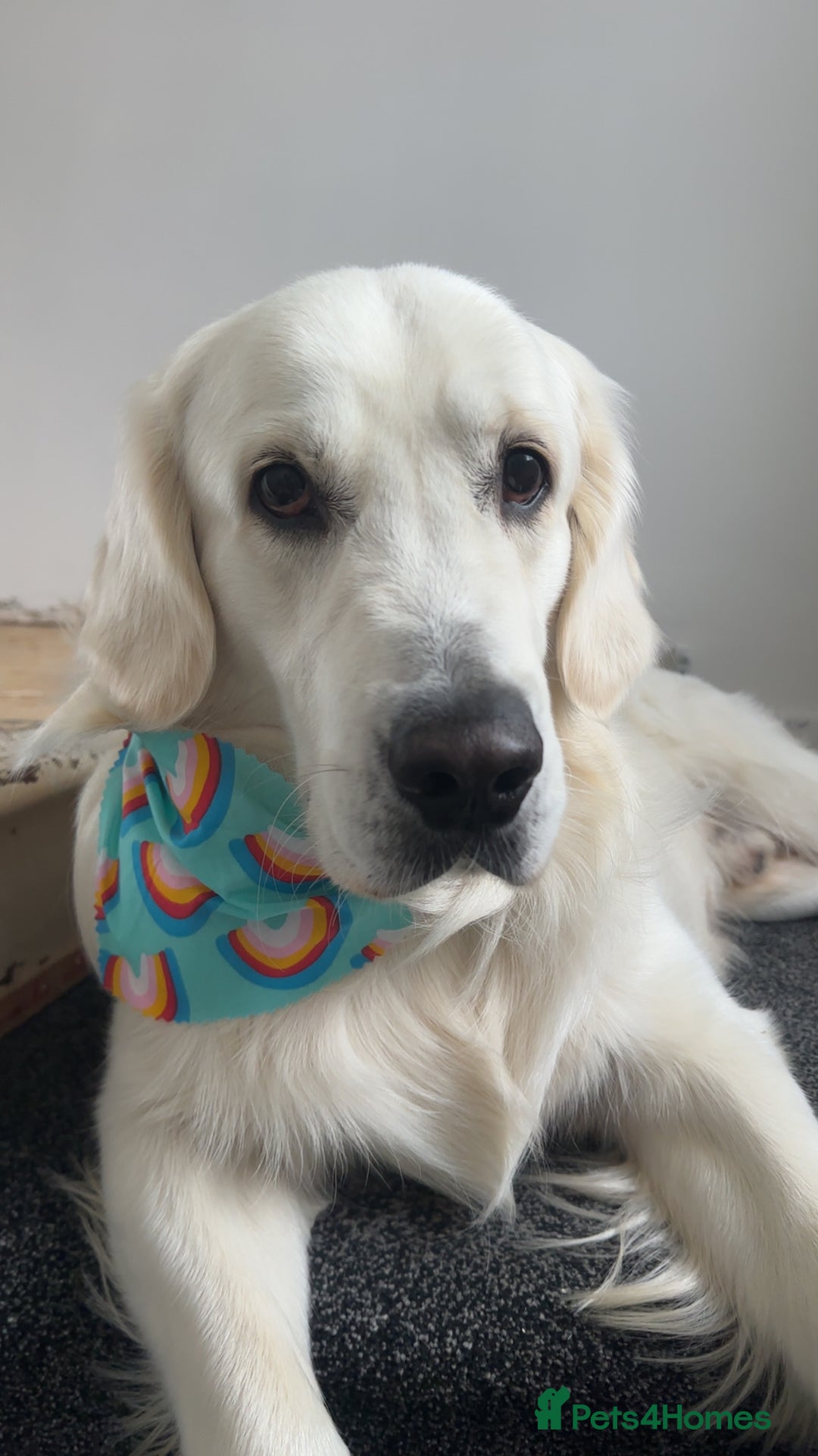 Golden Retriever dogs for stud: Golden Retriever stud dog  - Image 2